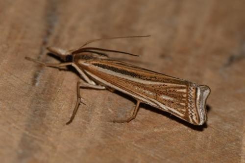 Réf. 237 583 : Ancylolomia tentaculella